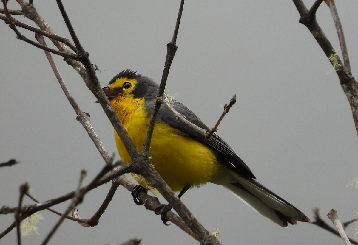 Spectacled Redstart - ML642101031