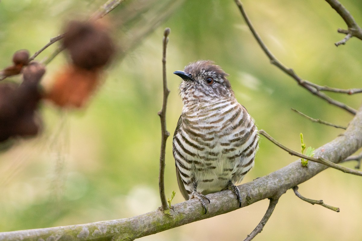 Shining Bronze-Cuckoo - ML642101038