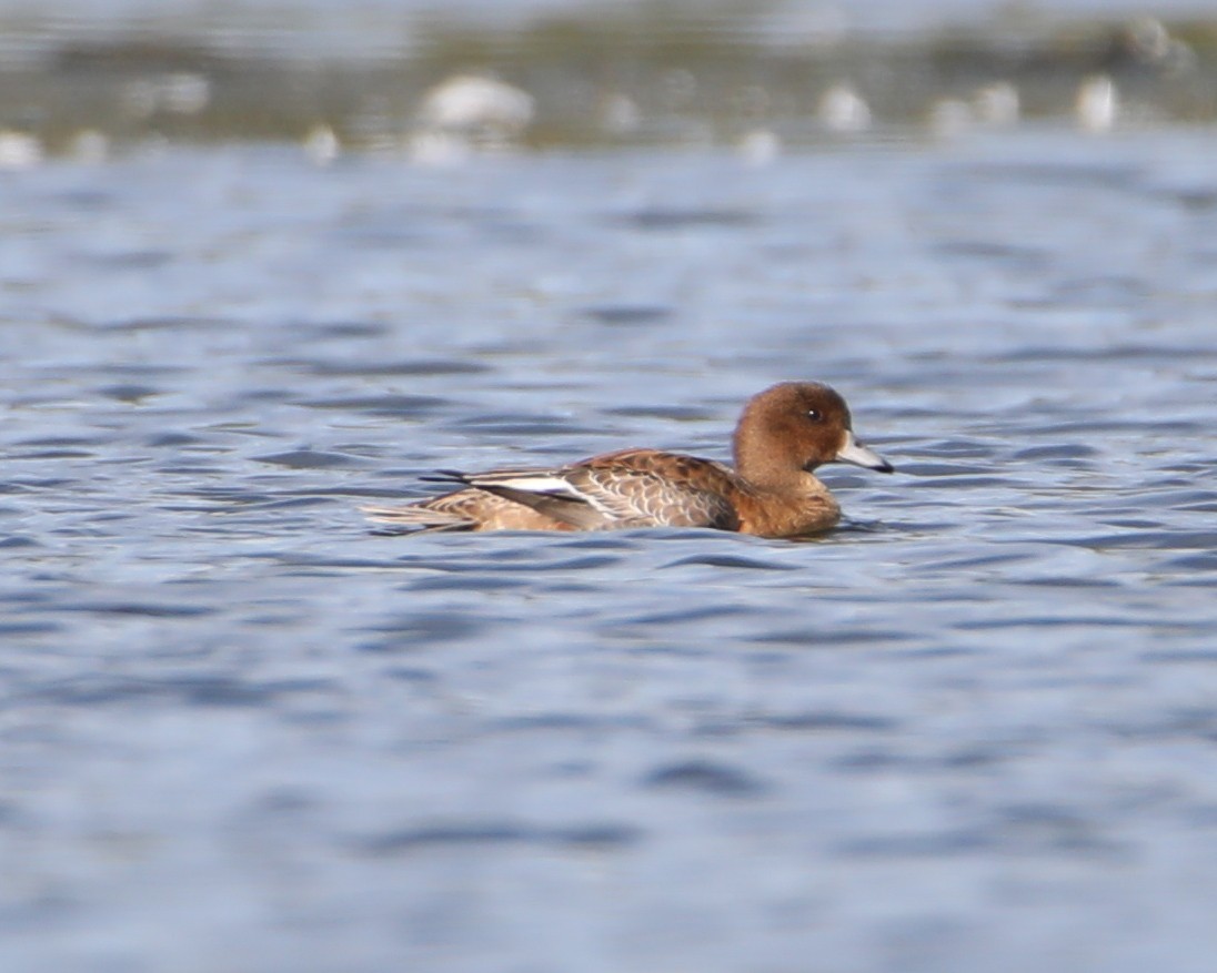 Eurasian Wigeon - ML642101041
