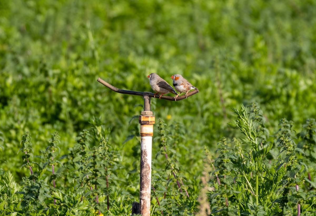 Zebra Finch (Australian) - ML642101043