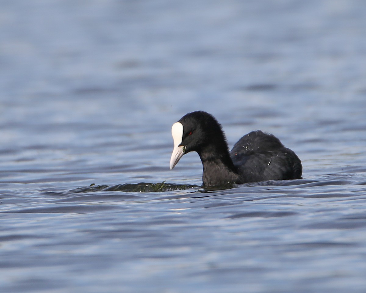 Eurasian Coot - ML642101044