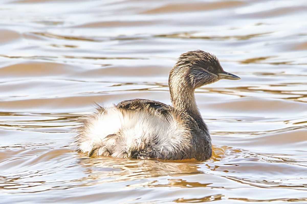 Hoary-headed Grebe - ML642101047