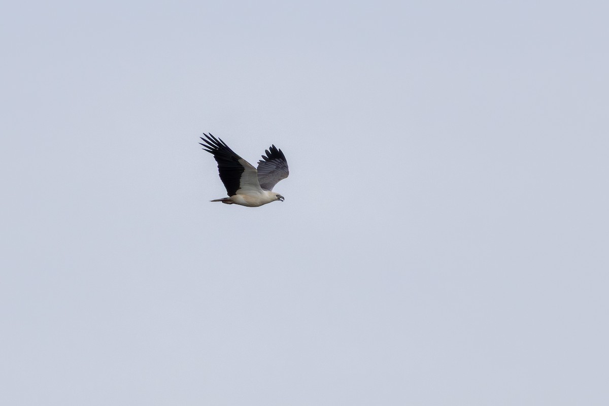 White-bellied Sea-Eagle - ML642101048
