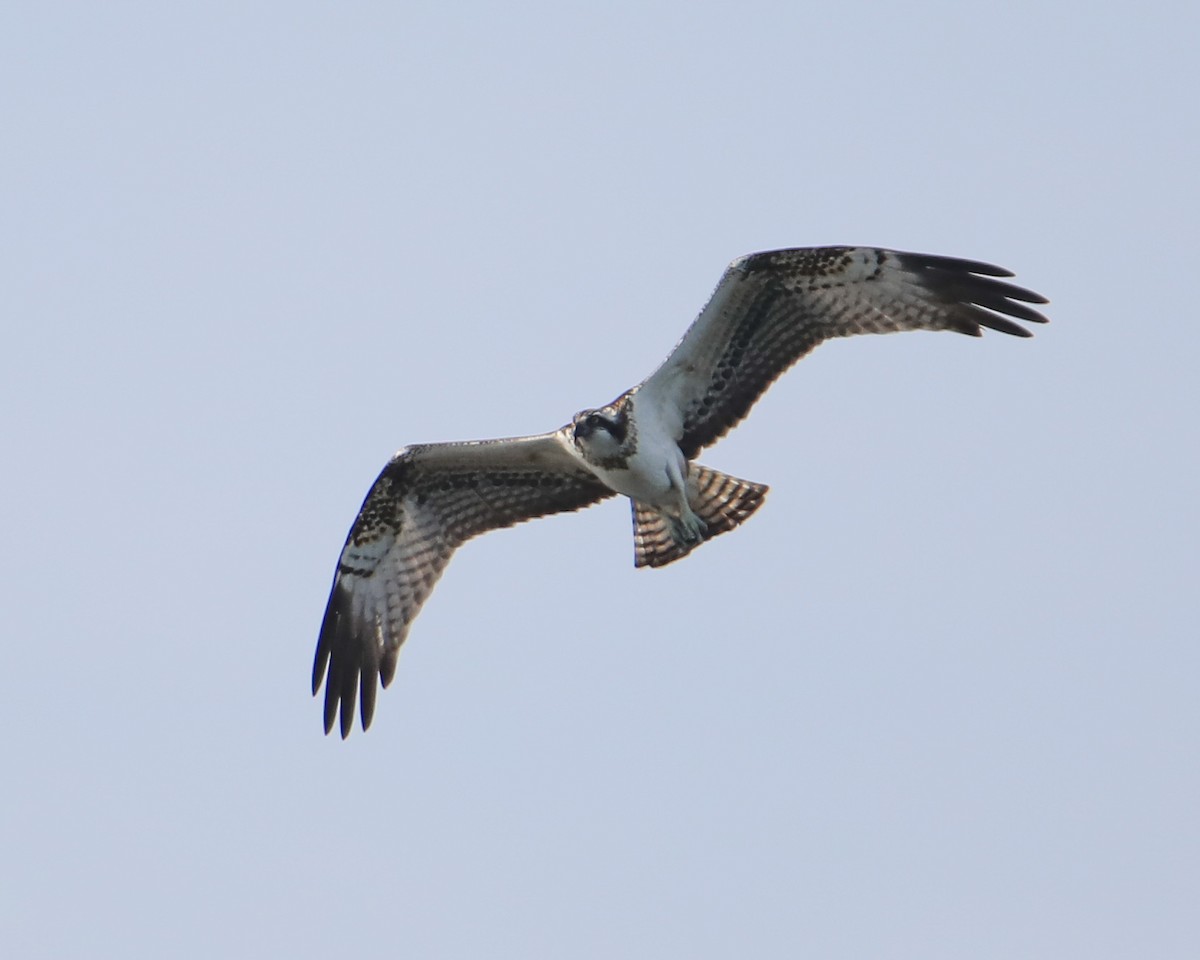 Osprey - ML642101049