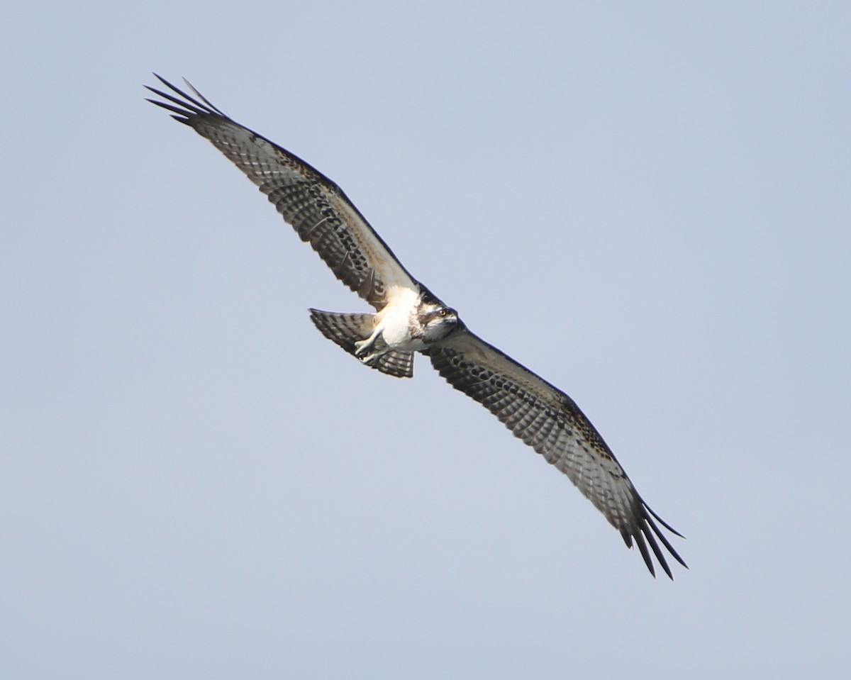 Osprey - ML642101050