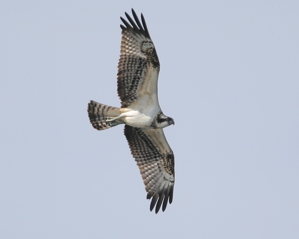 Osprey - ML642101051