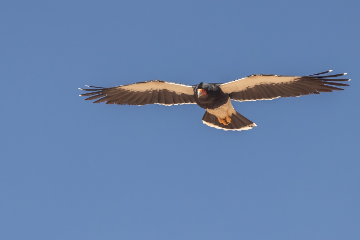 Mountain Caracara - ML642101055