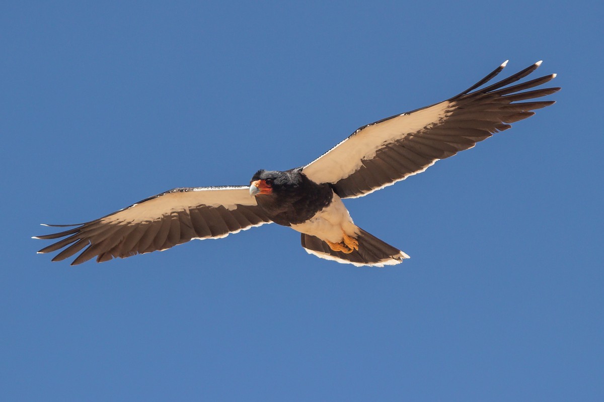 Mountain Caracara - ML642101056