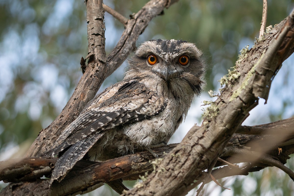 Tawny Frogmouth - ML642101060