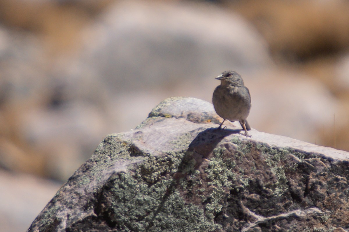 Boulder Finch - ML642101075