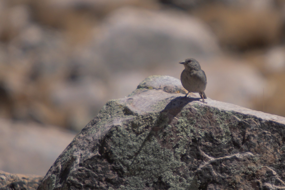 Boulder Finch - ML642101076