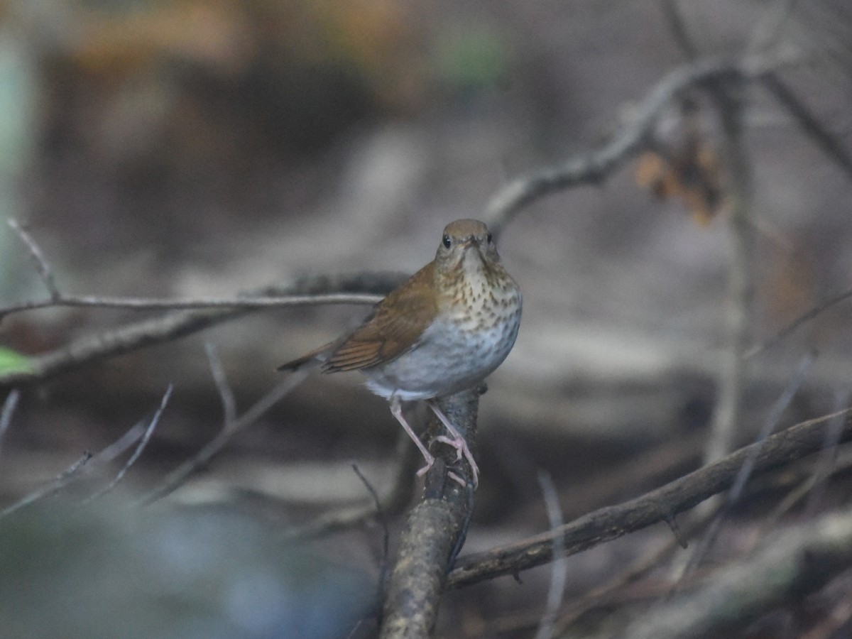 Veery - ML642101087