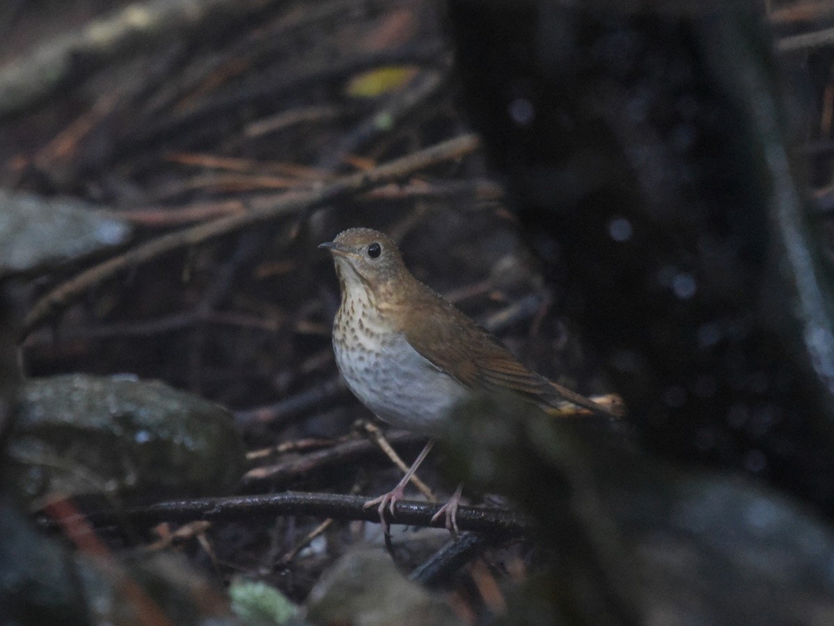 Veery - ML642101088