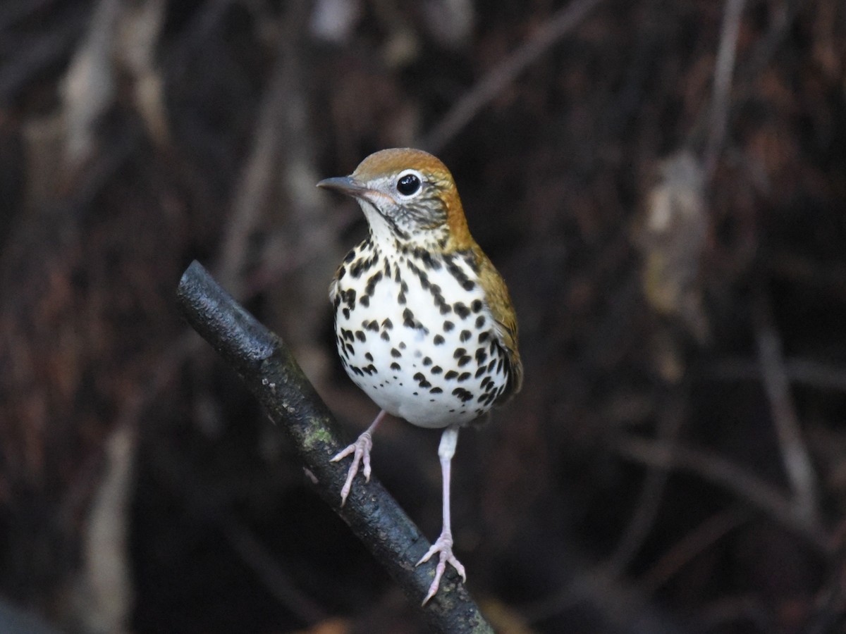 Wood Thrush - ML642101093