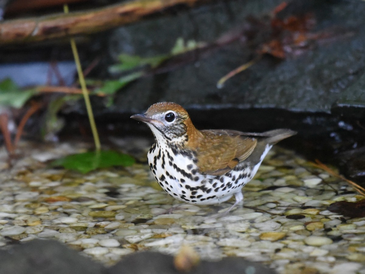 Wood Thrush - ML642101097