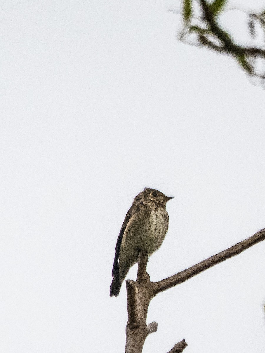 Dark-sided Flycatcher - ML642101105