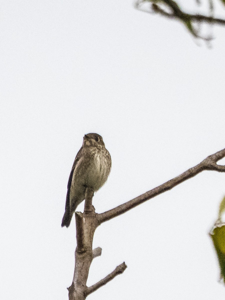 Dark-sided Flycatcher - ML642101106