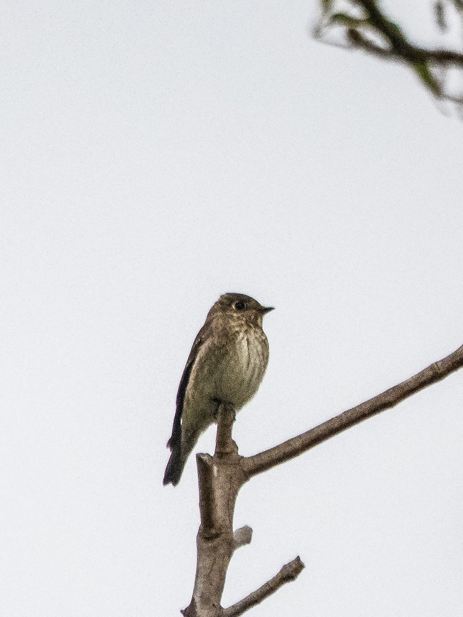 Dark-sided Flycatcher - ML642101107