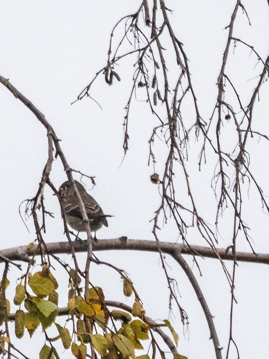 Dark-sided Flycatcher - ML642101108