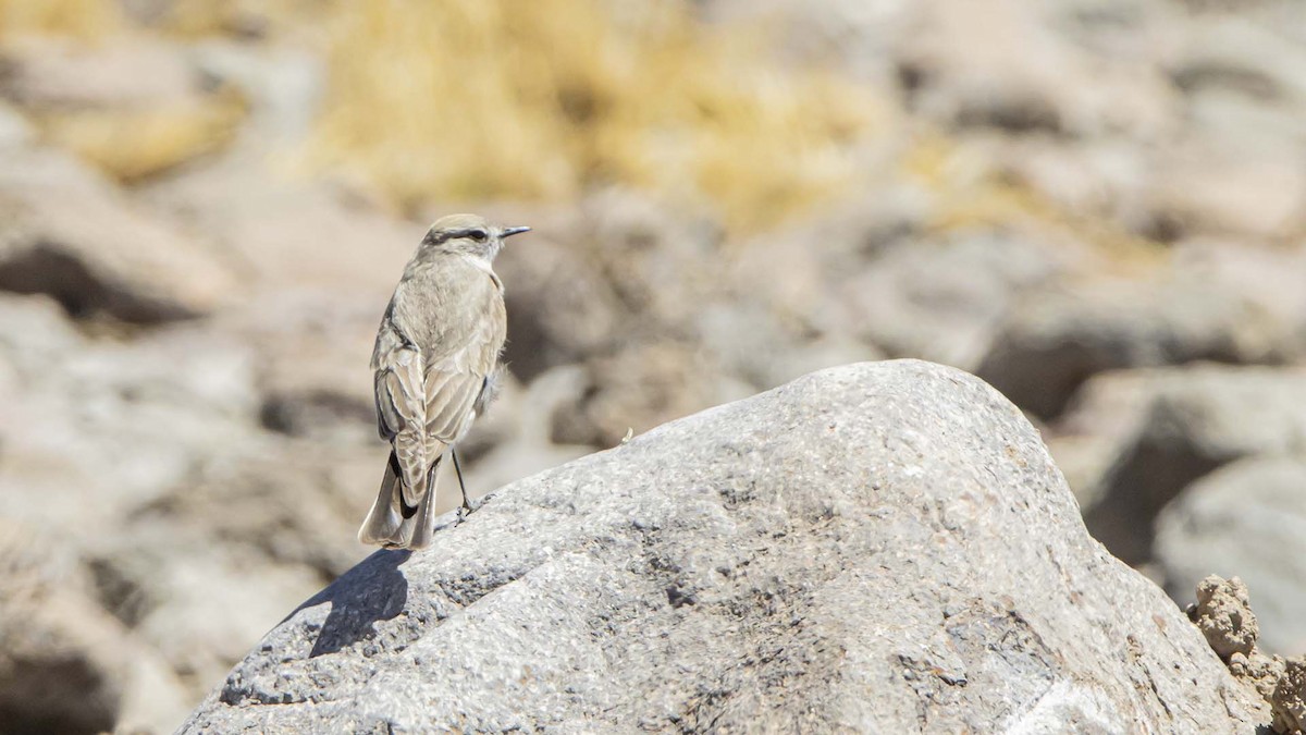 White-browed Ground-Tyrant - ML642101120