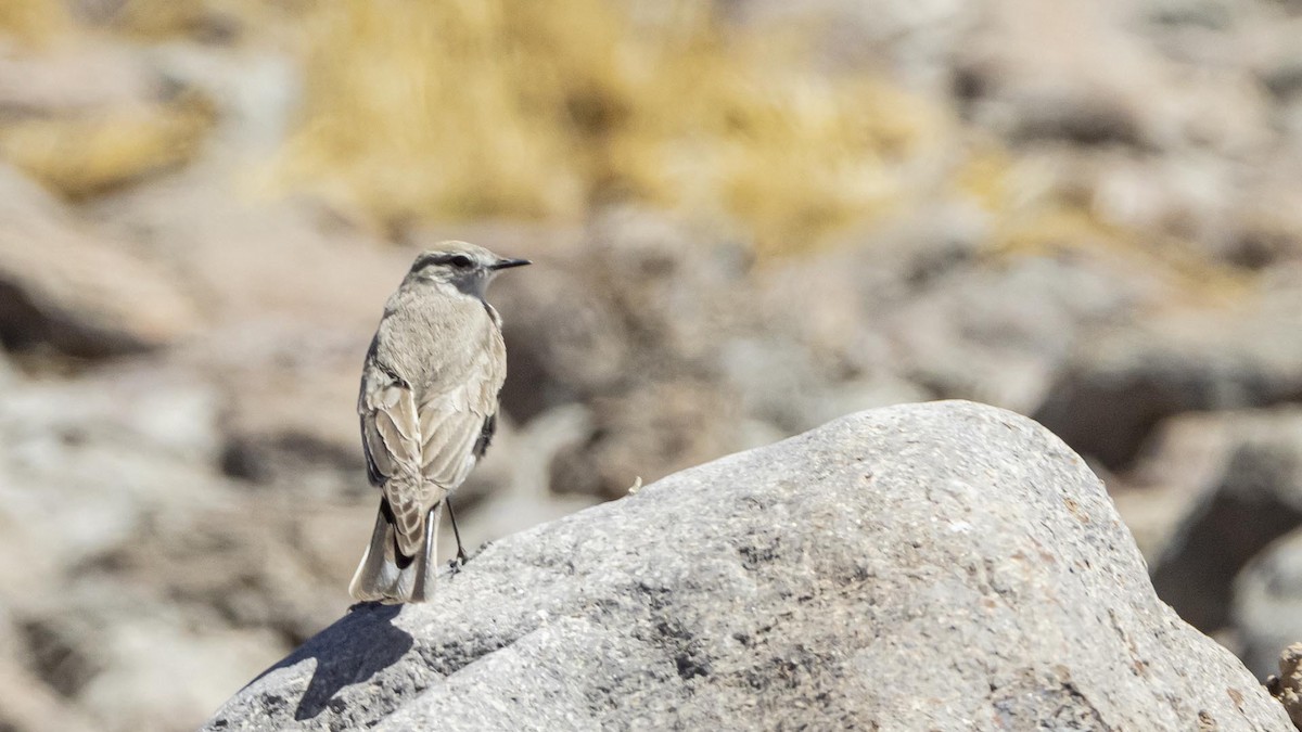 White-browed Ground-Tyrant - ML642101121