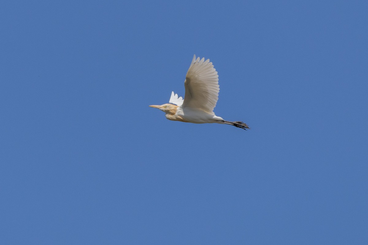 Eastern Cattle-Egret - ML642101124