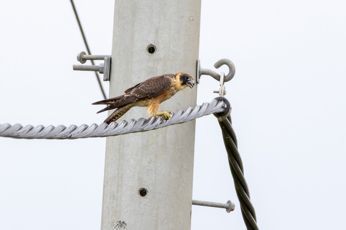 Australian Hobby - ML642101133