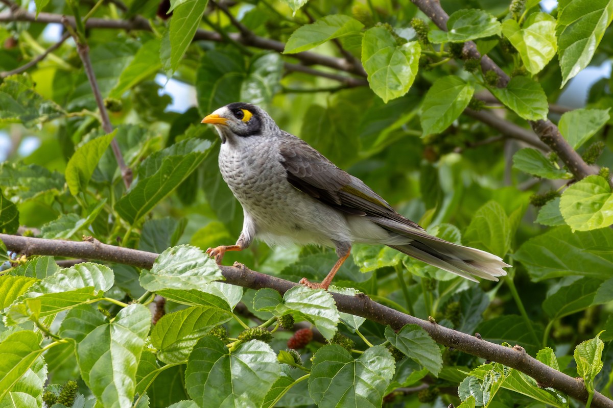 Noisy Miner - ML642101136