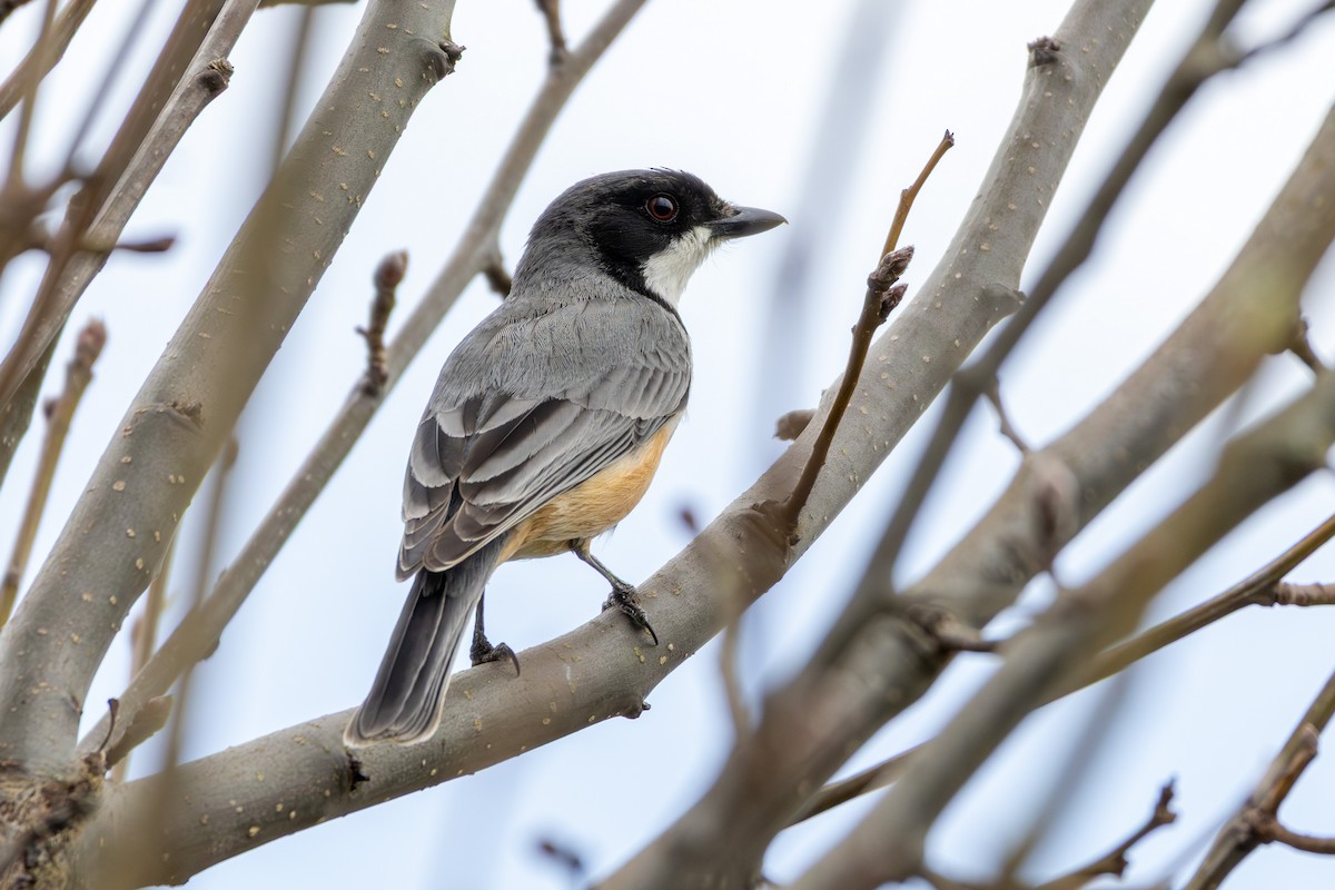 Rufous Whistler - ML642101143