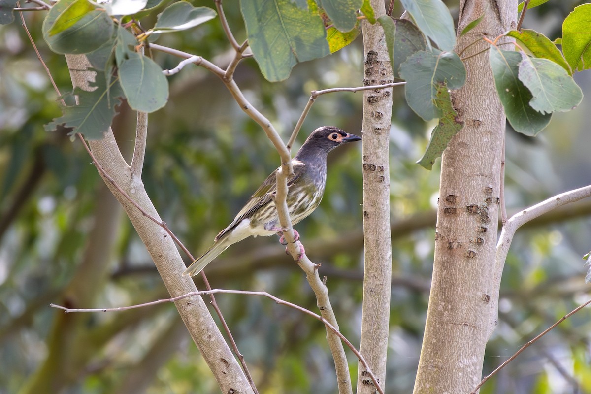 Australasian Figbird - ML642101146