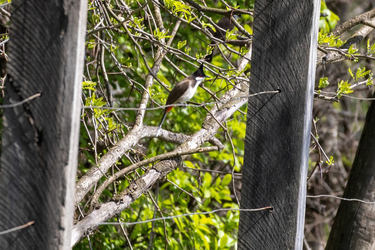 Red-whiskered Bulbul - ML642101148