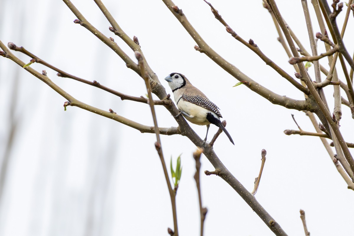 Double-barred Finch - ML642101154