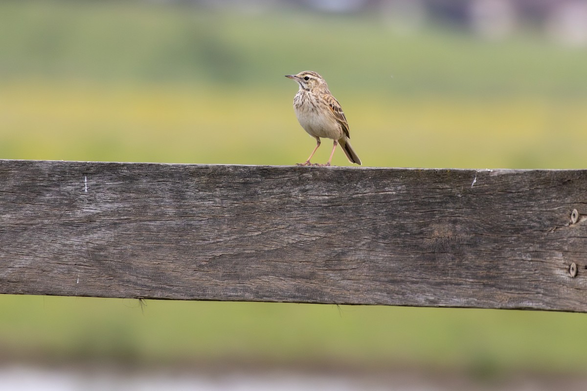 Australian Pipit - ML642101159