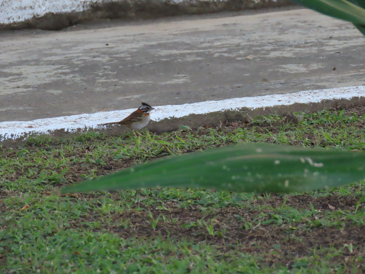 Rufous-collared Sparrow - ML642101171