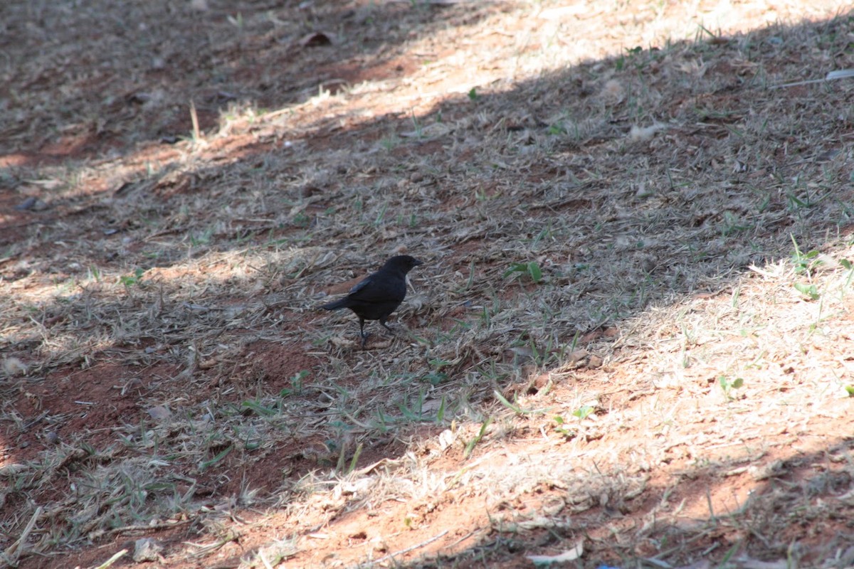 Shiny Cowbird - ML642101178
