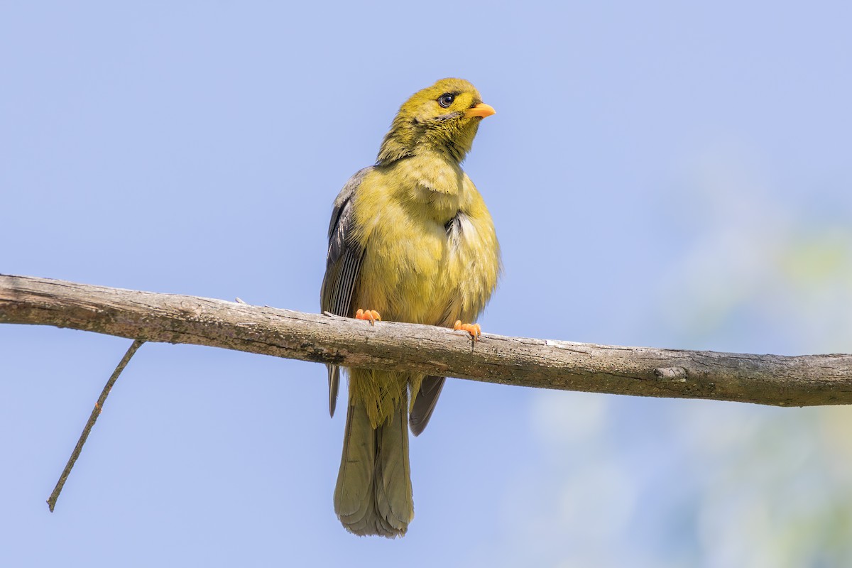 Bell Miner - ML642101179
