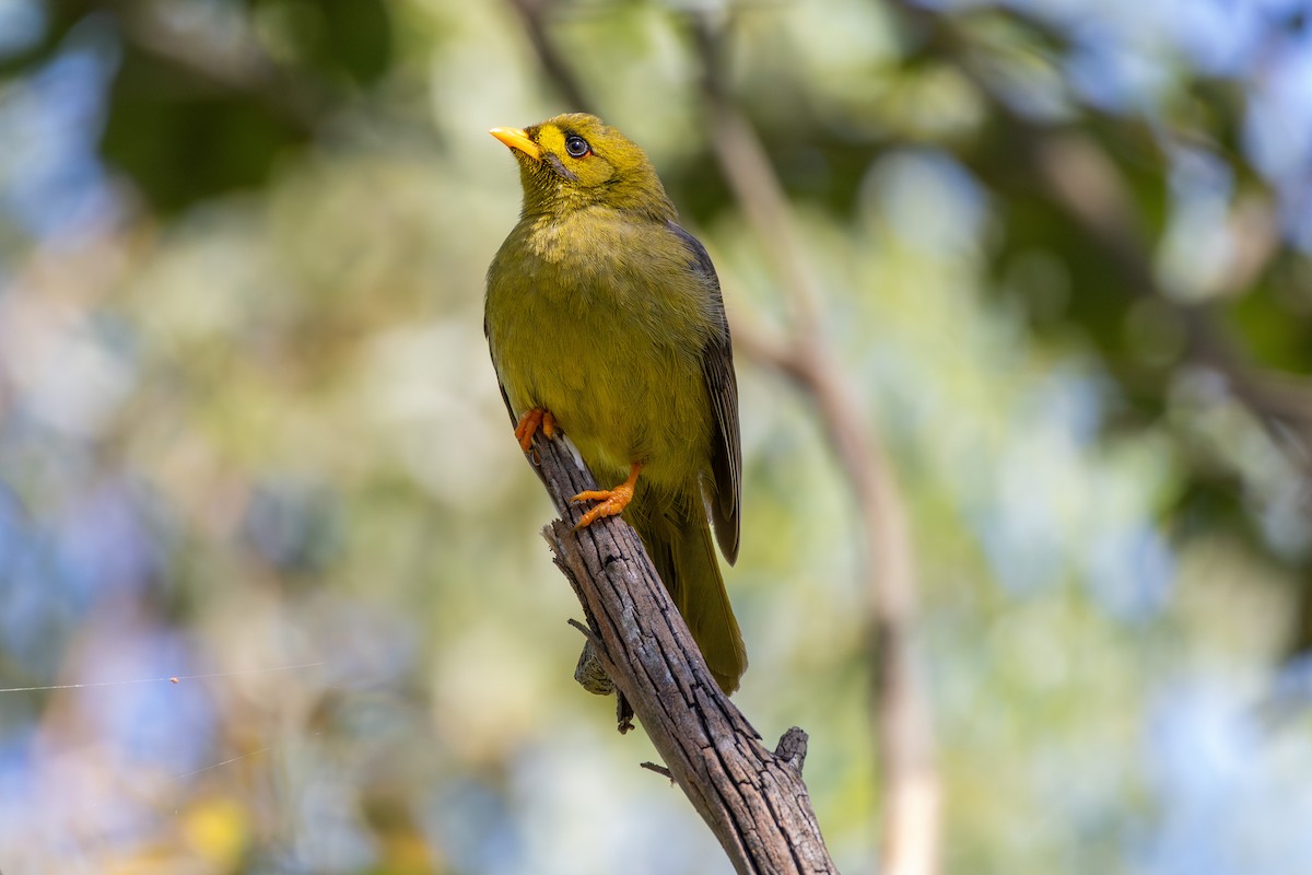 Bell Miner - ML642101180