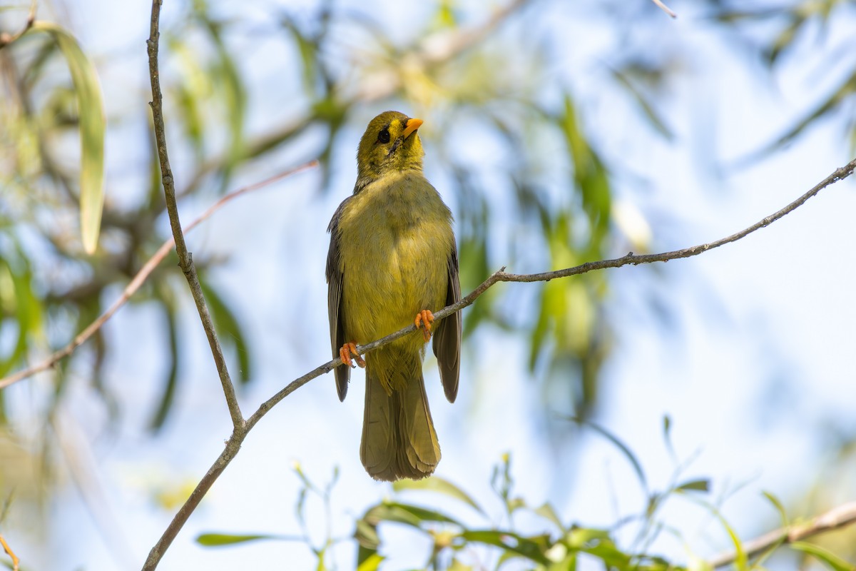 Bell Miner - ML642101181