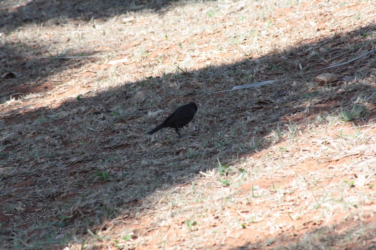 Shiny Cowbird - ML642101182