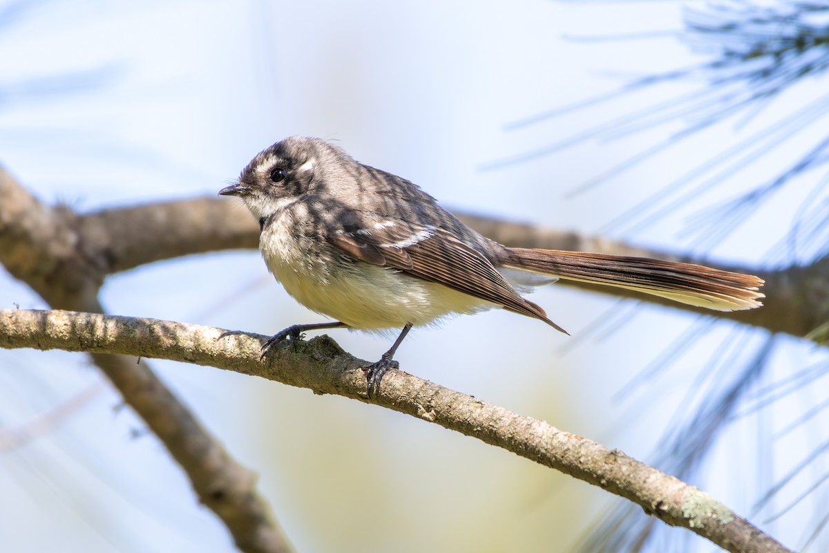 Gray Fantail - ML642101183