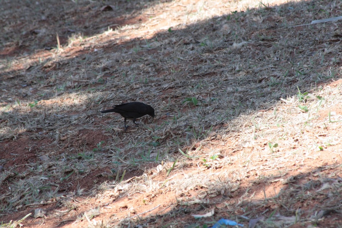 Picazuro Pigeon - ML642101185