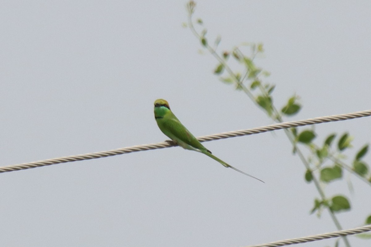 Asian Green Bee-eater - ML642101189