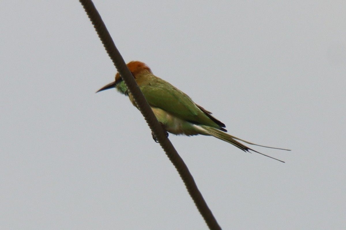 Asian Green Bee-eater - ML642101190