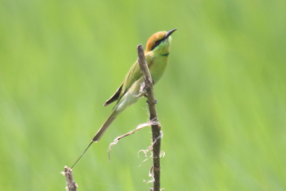 Asian Green Bee-eater - ML642101191