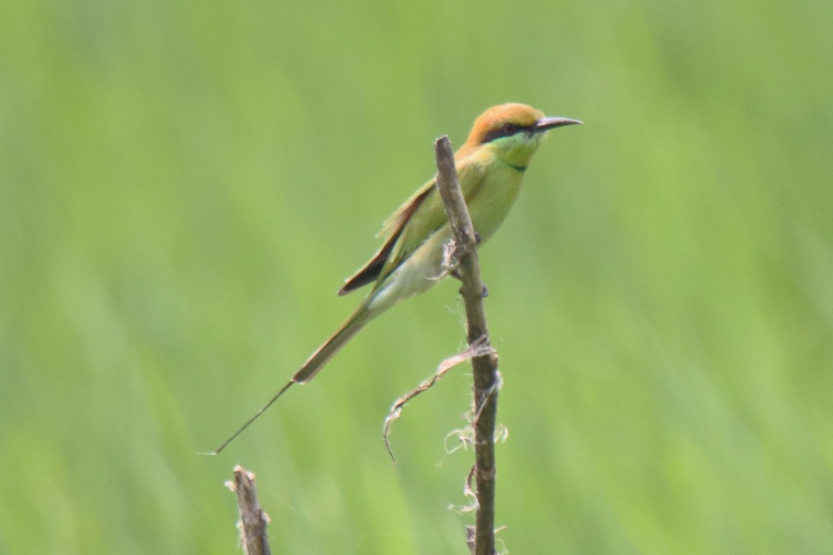 Asian Green Bee-eater - ML642101192
