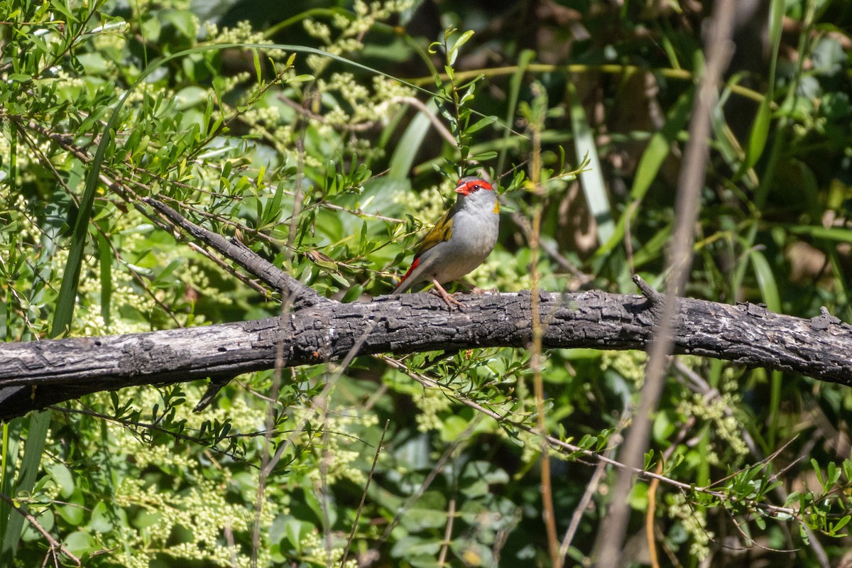 Red-browed Firetail - ML642101194
