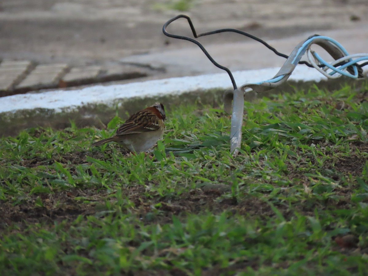 Rufous-collared Sparrow - ML642101196