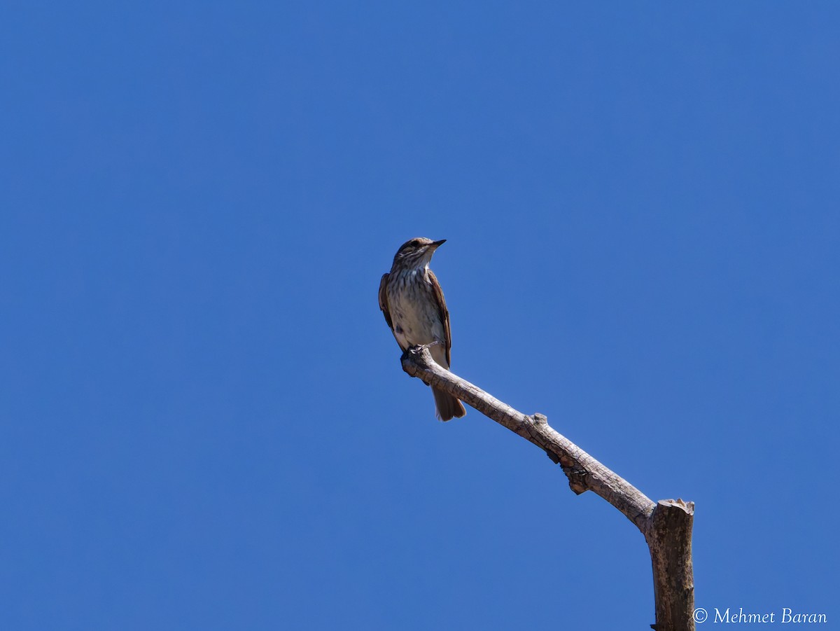 Spotted Flycatcher - ML642101217