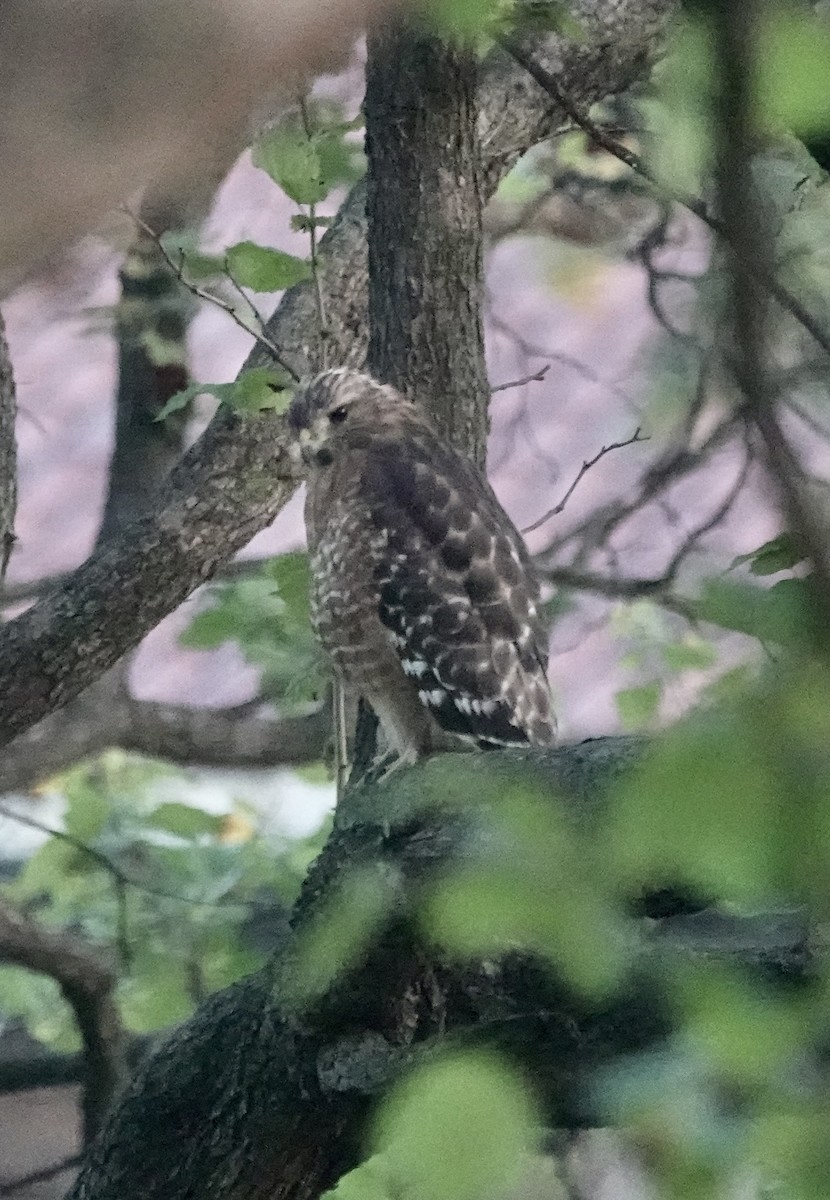 Red-shouldered Hawk - ML642101225