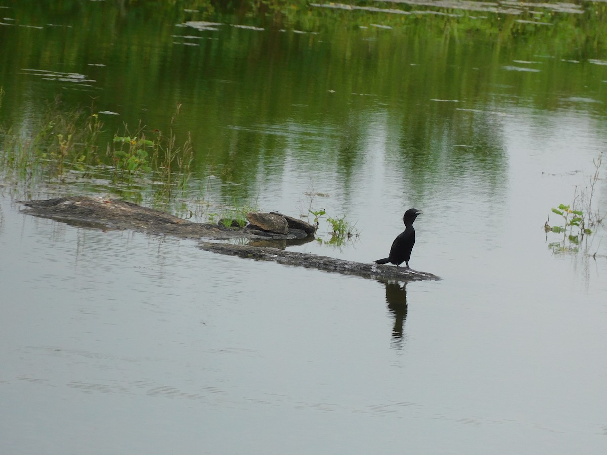 Little Cormorant - ML642101226